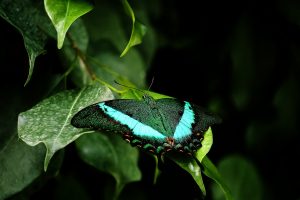 Privat Medizinisches Zentrum | Dr.in Lucia Ucsnik, MAS, FECSM, butterfly symbolising unfolding one's potential in terms of life, talents and health